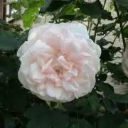 プロフィールご確認下さい⭐︎の画像
