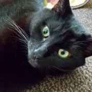 黒猫Dam