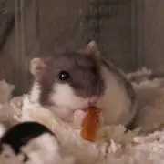 amyの画像