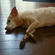 キューピーの画像