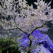 アンこの画像