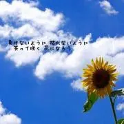 himawari（購入前コメント下さい）