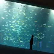 あおの画像