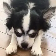 カウ