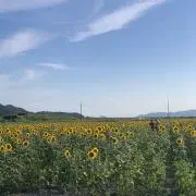 山本