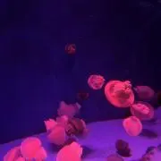 あこの画像