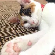 ぶちかまし☆プロフ確認よろ☆の画像