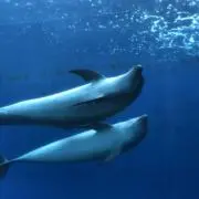 おこわの画像
