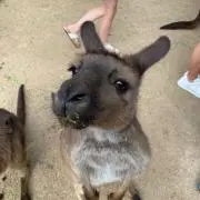 Garuuuの画像