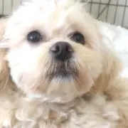 Meiの画像