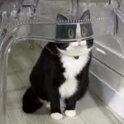 なーの画像