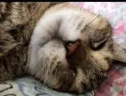 たまおの画像
