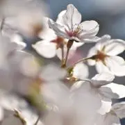 さくらもちの画像