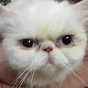 K.O.Y.U.K.Iの画像