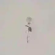 halの画像