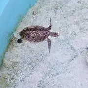 は～る