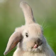 Minaの画像