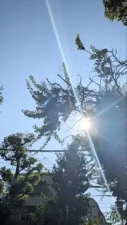ダイチ