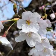 カシミールの画像