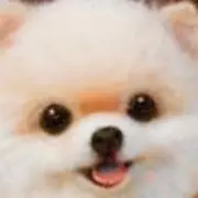 ぽめたんの画像