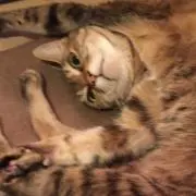 ペン