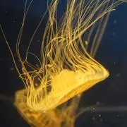 rokkaの画像