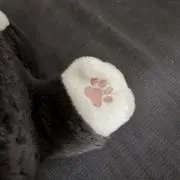 プーちゃんママの画像