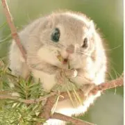 ゆきの