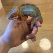 もりぴ〜