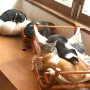 たけの画像