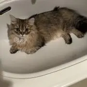 琥珀