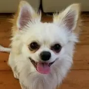 かりぽんしぃ