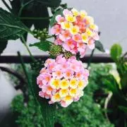 SSの画像