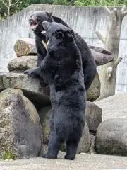 熊ゴロー