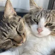 キムキムの画像