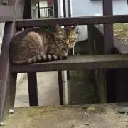 YKの画像