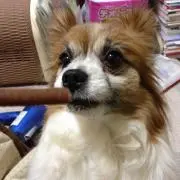 ななの画像