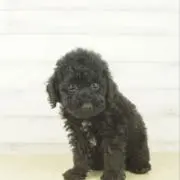 mahaloの画像