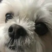 フェアリ