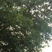gpe