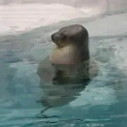 ゆにきちの画像