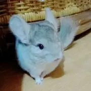 かえでの画像
