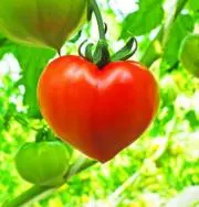 tomatoの画像