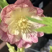 maiの画像
