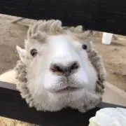 ぽてと