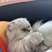猫の画像