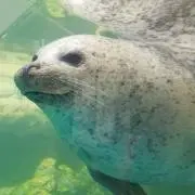 あざらし【6/5まで一部500円引き中】の画像