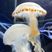 ゆん