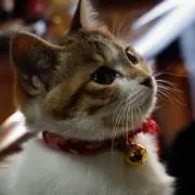 ちーまん