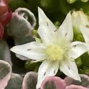 shuyayoの画像